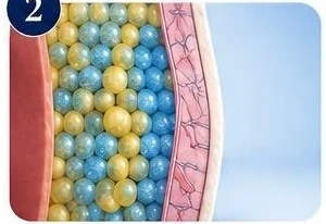 Illustration of CoolSculpting stage 2: Cool the fat cells